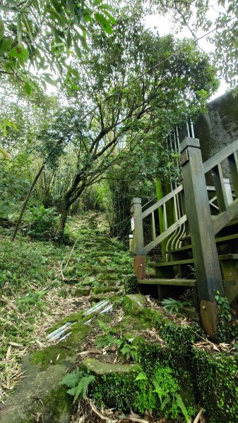20260125 陽明山前後山健行(無極天元宮~山仔頂步道.向天池.向天山.面天山.二子坪)2997940