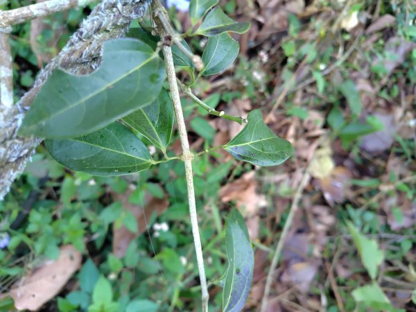 苗栗關刀山2975065