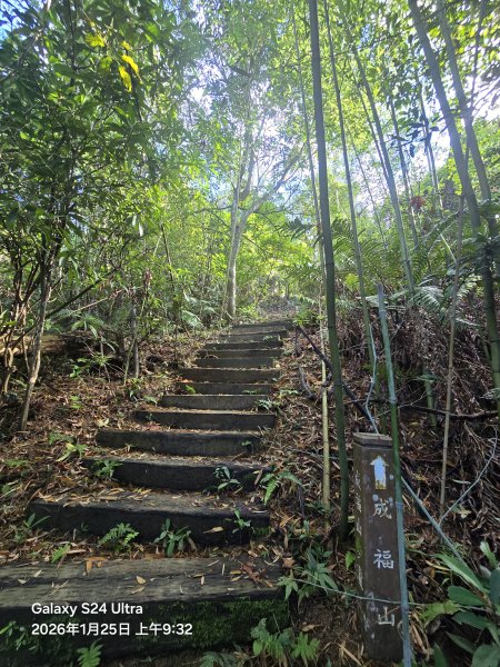 2026-01-25微笑山線：【天上山系】望月亭桐花段2988211