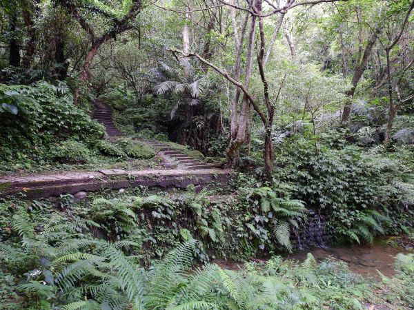 孝子山步道連走東勢格越嶺古道196928