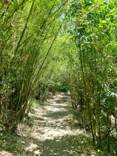 中正山步道-竹子湖來回1361653