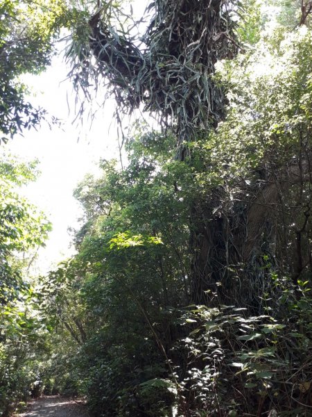 彰化芬園挑水古道碧山古道20190630620233