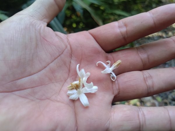 盆貿里山三盆連走2749541