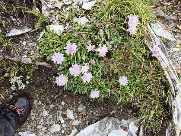 北一段(06/14)巴巴山 2025_0906~132886705