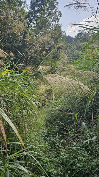 【稜線瘦如刀鋒，山形橫亙如屏風】解鎖第55座小百岳 #045 大橫屏山2932887