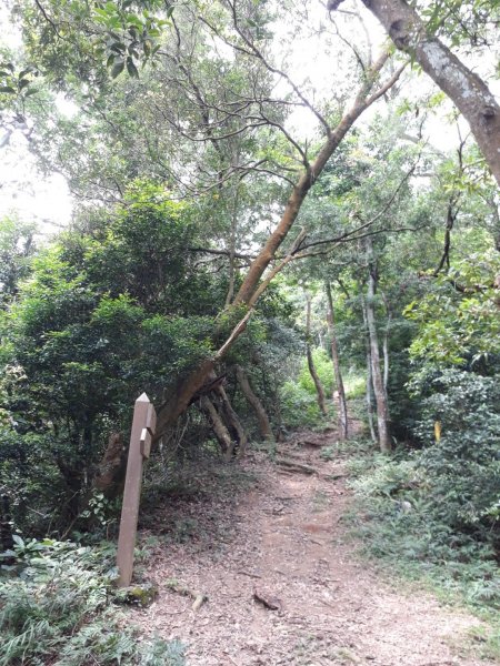 苗栗雙峰山主西北峰小O型20190526592256