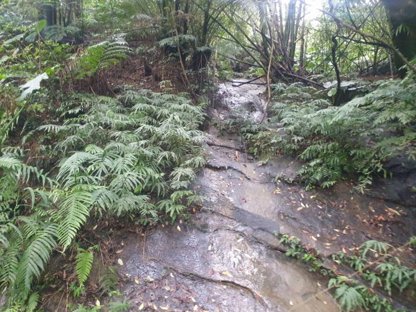 臺北大縱走第六段1516074