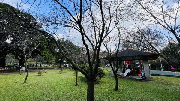 陽明山橫嶺古道|搭公車就能到京都嵐山竹林美景||澄園秘境賞梅前山公園悠閒野餐1603375