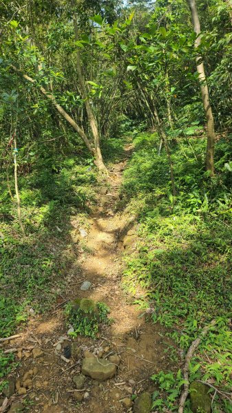 2025-0204 鶯歌_大凍山_三角埔頂山_迴龍2707866