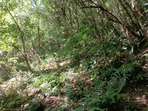 雙溪區盤山坑古道+過火坪古道O型2882384
