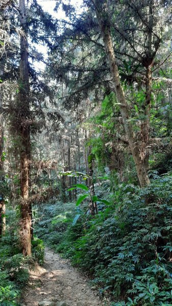 《南投》竹林台灣杉｜溪頭山竹崙山志騰山O繞202302182035924