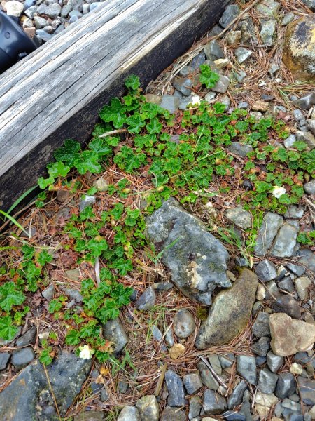 稍來小雪山國家步道、船型山、鞍馬山、鞍馬山東北峰、天池、雪山神木2799769