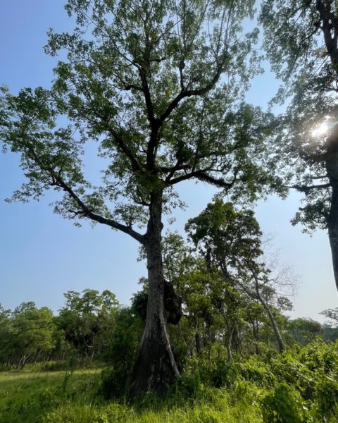 尼泊爾奇旺國家公園4天三夜2788963