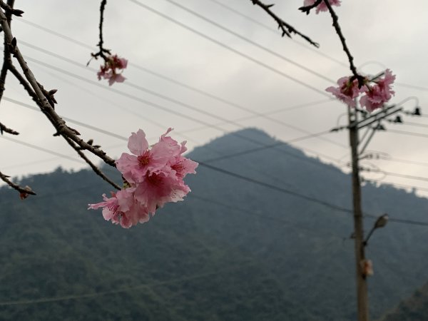 20231125台中谷關七雄東卯山2365253