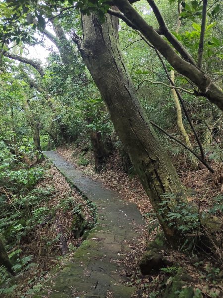 貴子坑報山步道2849834