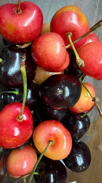 山毛櫸「最後一舞」2955238