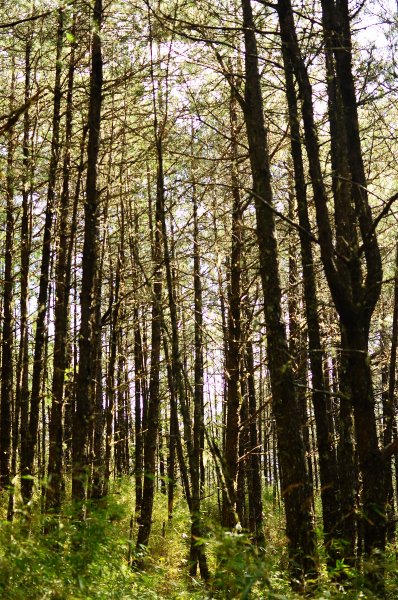 武法奈尾山天巒池872471