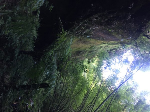 六寮崙山、雞罩山、白雞山8字走2371079