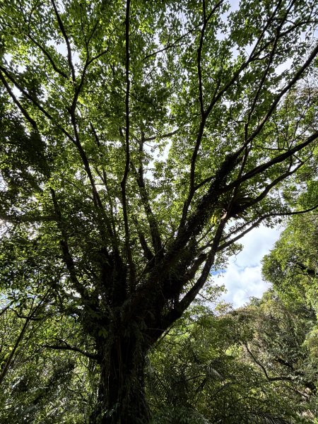 2025 芒草季 草嶺古道2932906