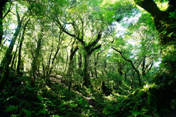 新北 烏來 塔曼山3119502