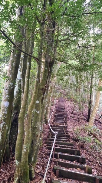 《台中》優美稜線｜橫嶺山自然步道（大雪山社區南登山口）202505312800214