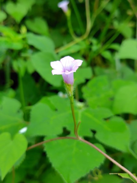 唐子恩山 廢棄油礦2919013