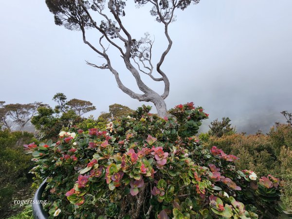 馬來西亞沙巴神山未竟之旅~(京那巴魯山 Mount Kinabalu)2732155