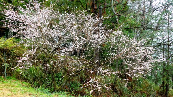 《青玉案・福壽山櫻》2712380