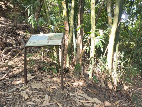 山海圳【大圳之路：第二段鳥山嶺水我古道 ⮕東3124356
