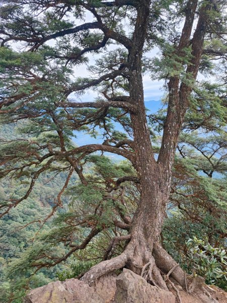 北得拉曼神木/內鳥嘴山-新竹縣尖石鄉2412399