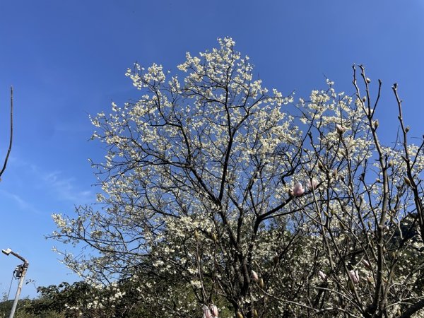 楓樹湖古道3012076