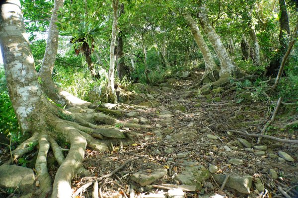 宜蘭 南澳 澳花山2881284