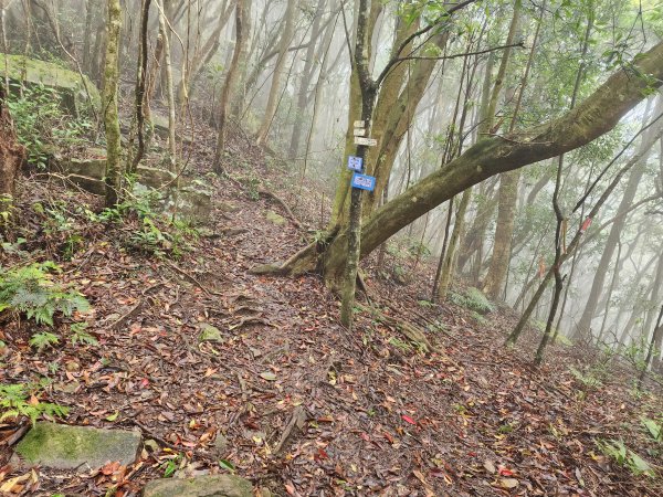 20230409那羅山、煤源山、大混山、道下山O型2141994