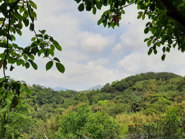 走遍陽明山：擎天崗系｜竹林小徑，遇見清幽潺潺溪流2096481