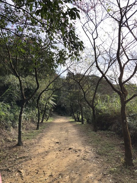 台灣小百岳No.011姜子寮山908415