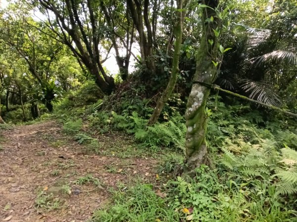 基隆市總督府(嶺)步(古)道-五坑山-五坑湖3038934