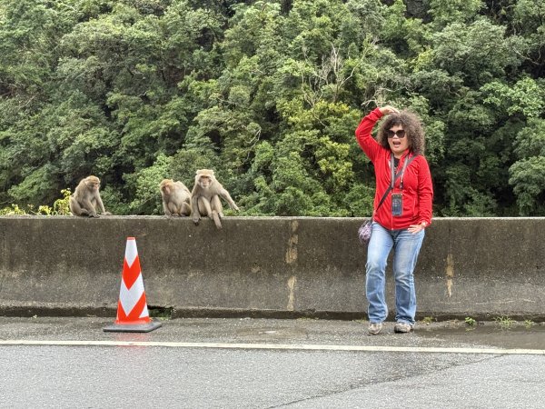 登仙橋賞猴2704791