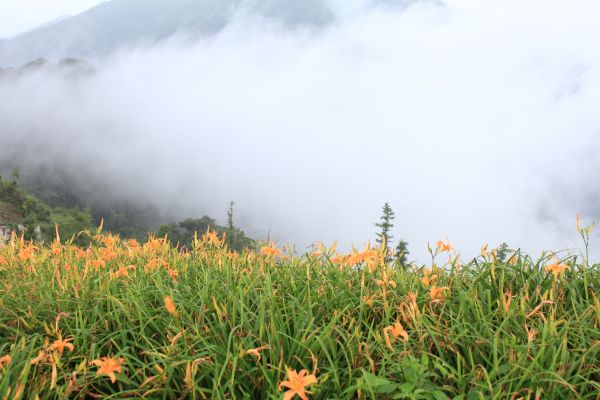 太麻里金針山步道397228