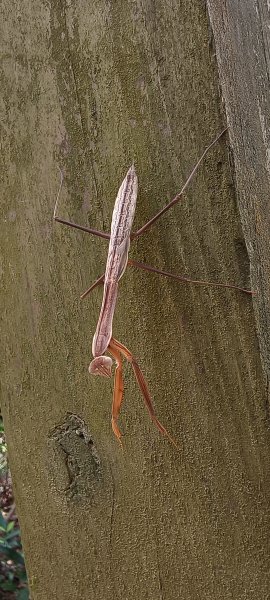 2025/08/03_羊稠森林步道2850673