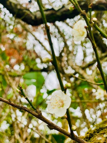 1140101元旦爬山趣2680844