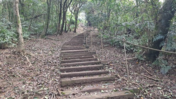 20240308汐止大尖山步道-四分尾山-耳空龜山2448642