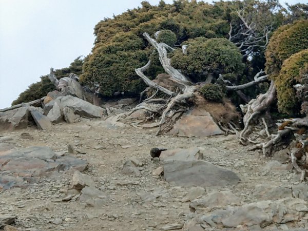 合歡山東峰-主峰-南峰857813