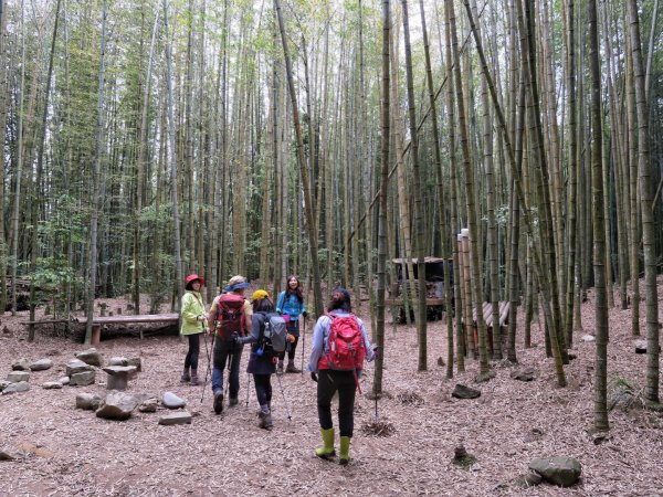 大雪山 長壽山 （肥崠山） 全台最大香杉林1369684