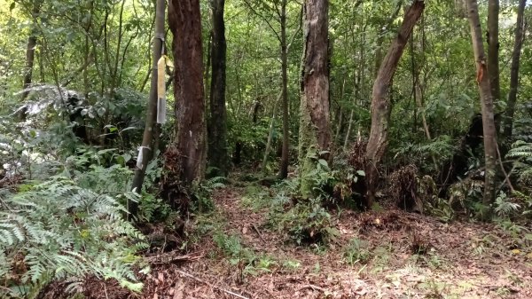 萬里區石門嶺古道(保甲路)-溪畔小徑-雙溪溝古道3087329