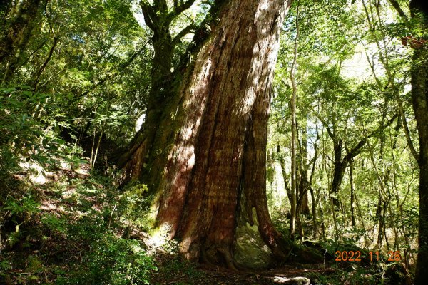 新竹 尖石 司馬庫斯-巨木群步道1932911