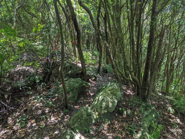 大溝溪生態治水園區。龍船岩。大崙頭山(小百岳)。圓覺瀑布1750725