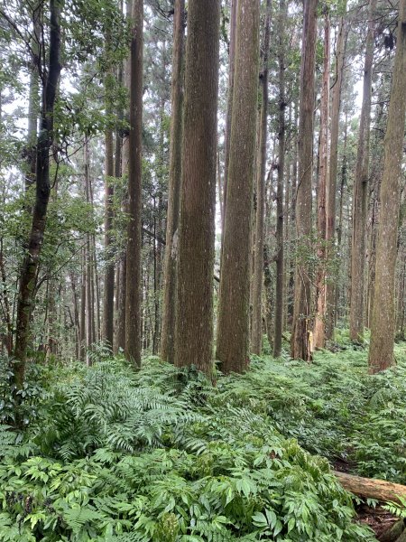20251220嘉義凸龜山-芙蓉山-天福山2973791