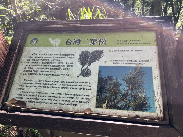 [玉山尋寶任務-03/12] 2025_0810 瓦拉米步道2857475