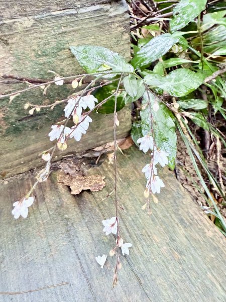 雙流帽子山悠遊  2025.01.032688558