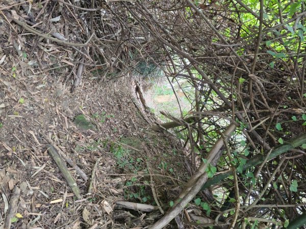 林牛山+聚興山2709926